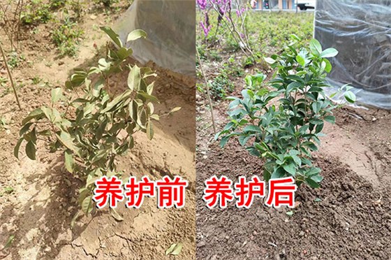 樹(shù)苗恢復(fù)