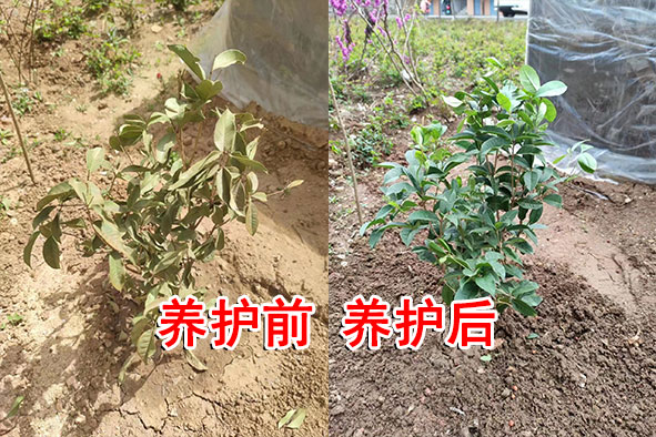 【案例分享】陜西榆林樹(shù)苗恢復(fù)