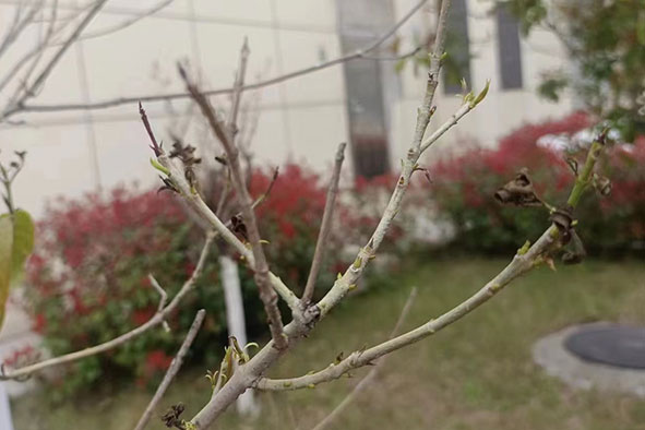 【案例分享】安徽安慶工程回芽的桂花樹(shù)發(fā)新芽