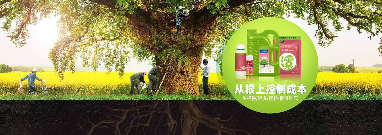 成為移栽養(yǎng)護(hù)能手