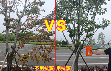 抗蒸對(duì)比1