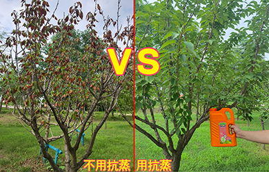 抗蒸對(duì)比4