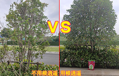 根逍遙對比1